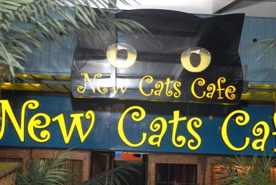 Party at Cats Cafe [24]
